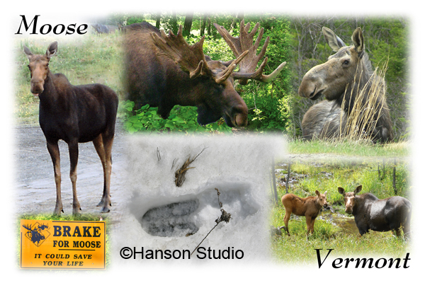 Moose in Vermont Collage - square format